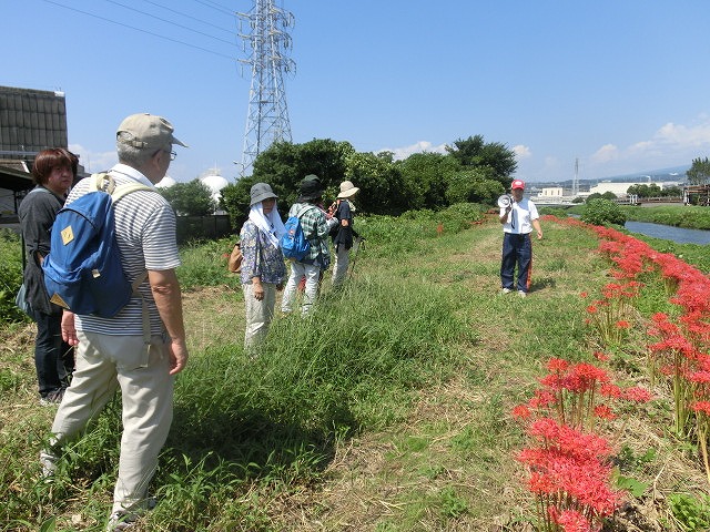 移植して5年経ちこんなに成長しました! のんびり彼岸花ウォーク後半_f0141310_6522452.jpg