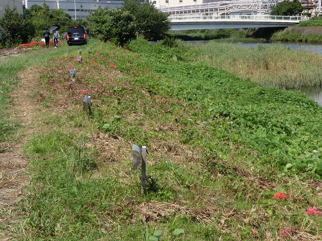 移植して5年経ちこんなに成長しました! のんびり彼岸花ウォーク後半_f0141310_6534013.jpg