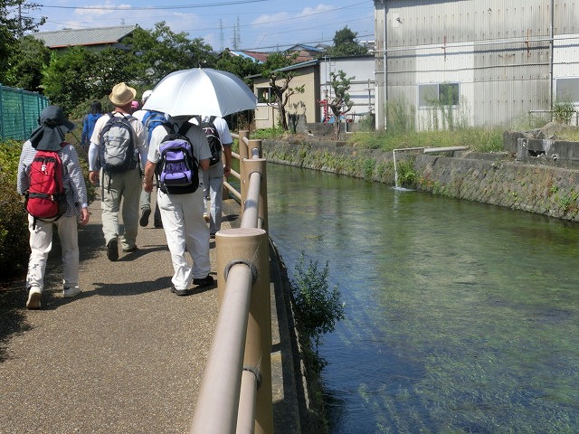 移植して5年経ちこんなに成長しました! のんびり彼岸花ウォーク後半_f0141310_6575667.jpg