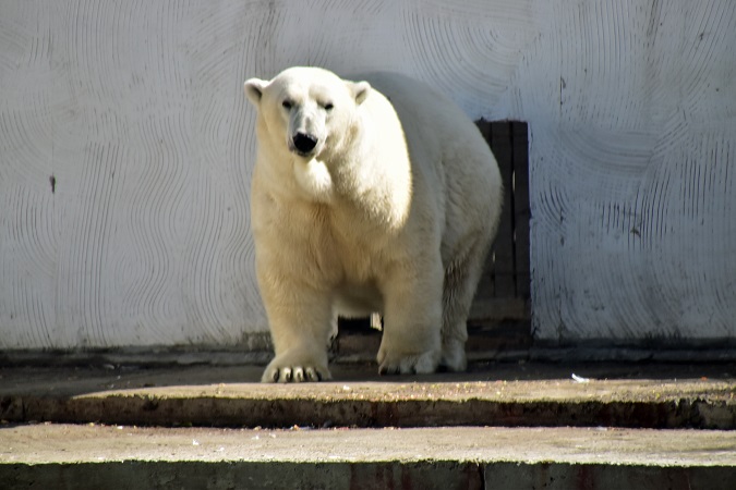 ロストフ動物園二日目 ~ 好男子テルペイ(Терпей)との二年ぶりの再会_a0151913_436639.jpg