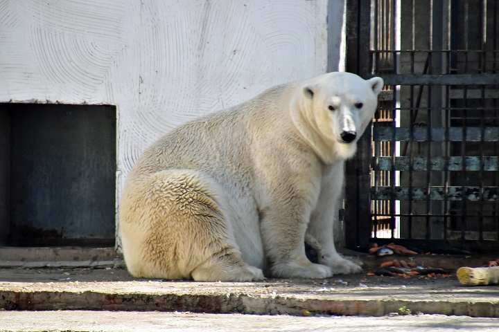 ロストフ動物園二日目 ~ 好男子テルペイ(Терпей)との二年ぶりの再会_a0151913_447653.jpg