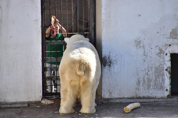 ロストフ動物園二日目 ~ 好男子テルペイ(Терпей)との二年ぶりの再会_a0151913_4542221.jpg