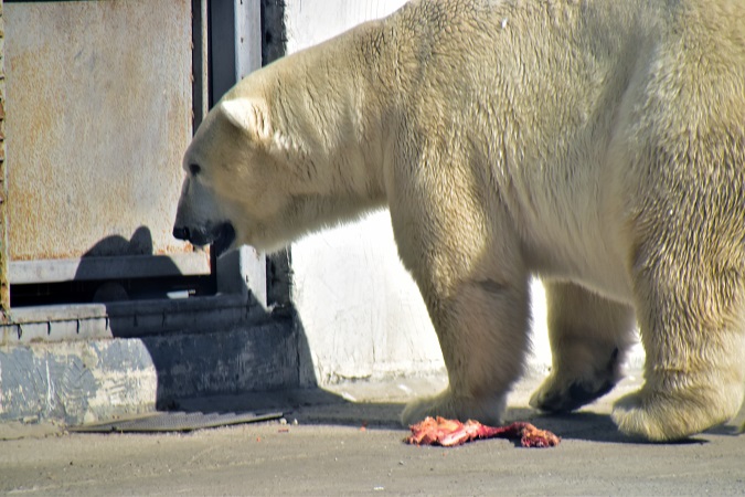 ロストフ動物園二日目 ~ 好男子テルペイ(Терпей)との二年ぶりの再会_a0151913_5193198.jpg