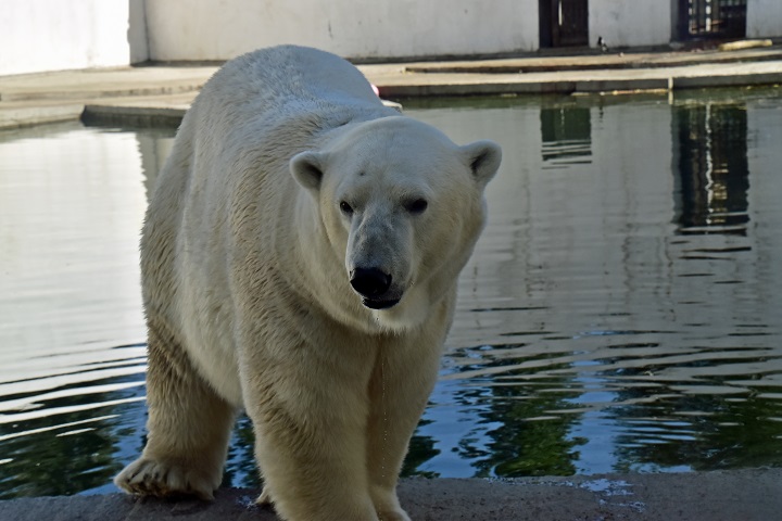 ロストフ動物園二日目 ~ 好男子テルペイ(Терпей)との二年ぶりの再会_a0151913_5271685.jpg