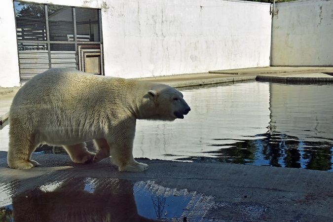 ロストフ動物園二日目 ~ 好男子テルペイ(Терпей)との二年ぶりの再会_a0151913_5381150.jpg