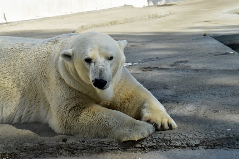 ロストフ動物園二日目 ~ 好男子テルペイ(Терпей)との二年ぶりの再会_a0151913_5514547.jpg