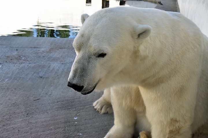 ロストフ動物園二日目 ~ 好男子テルペイ(Терпей)との二年ぶりの再会_a0151913_6192060.jpg