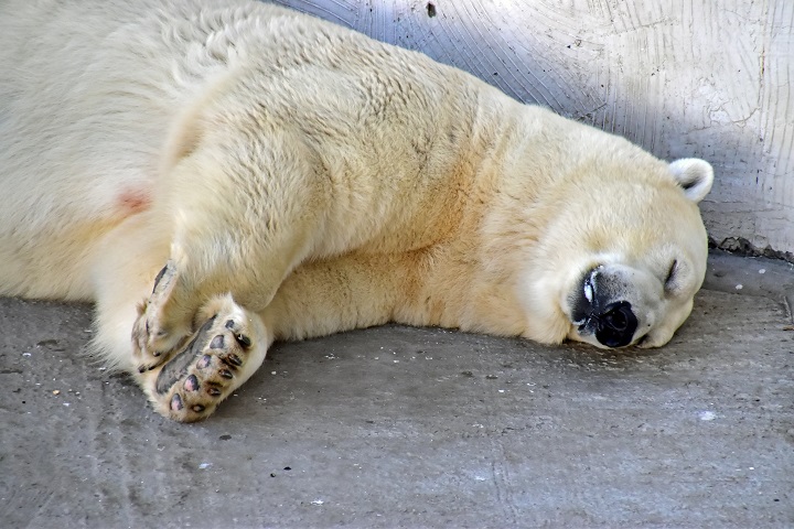ロストフ動物園二日目 ~ 好男子テルペイ(Терпей)との二年ぶりの再会_a0151913_6385562.jpg