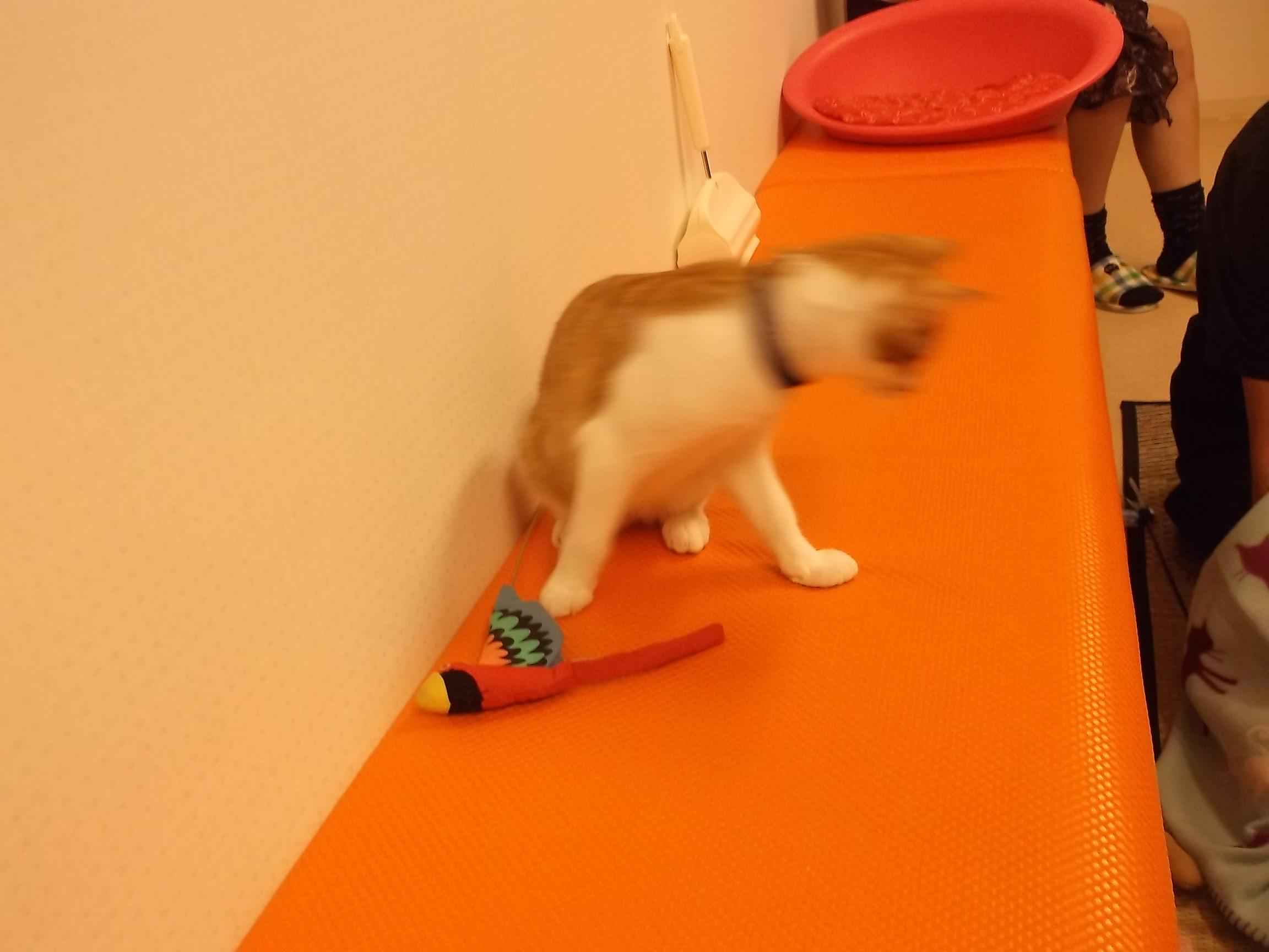 教科書に載った小説 シェークスピアの猫 教科書に載った小説 シェークスピアの猫