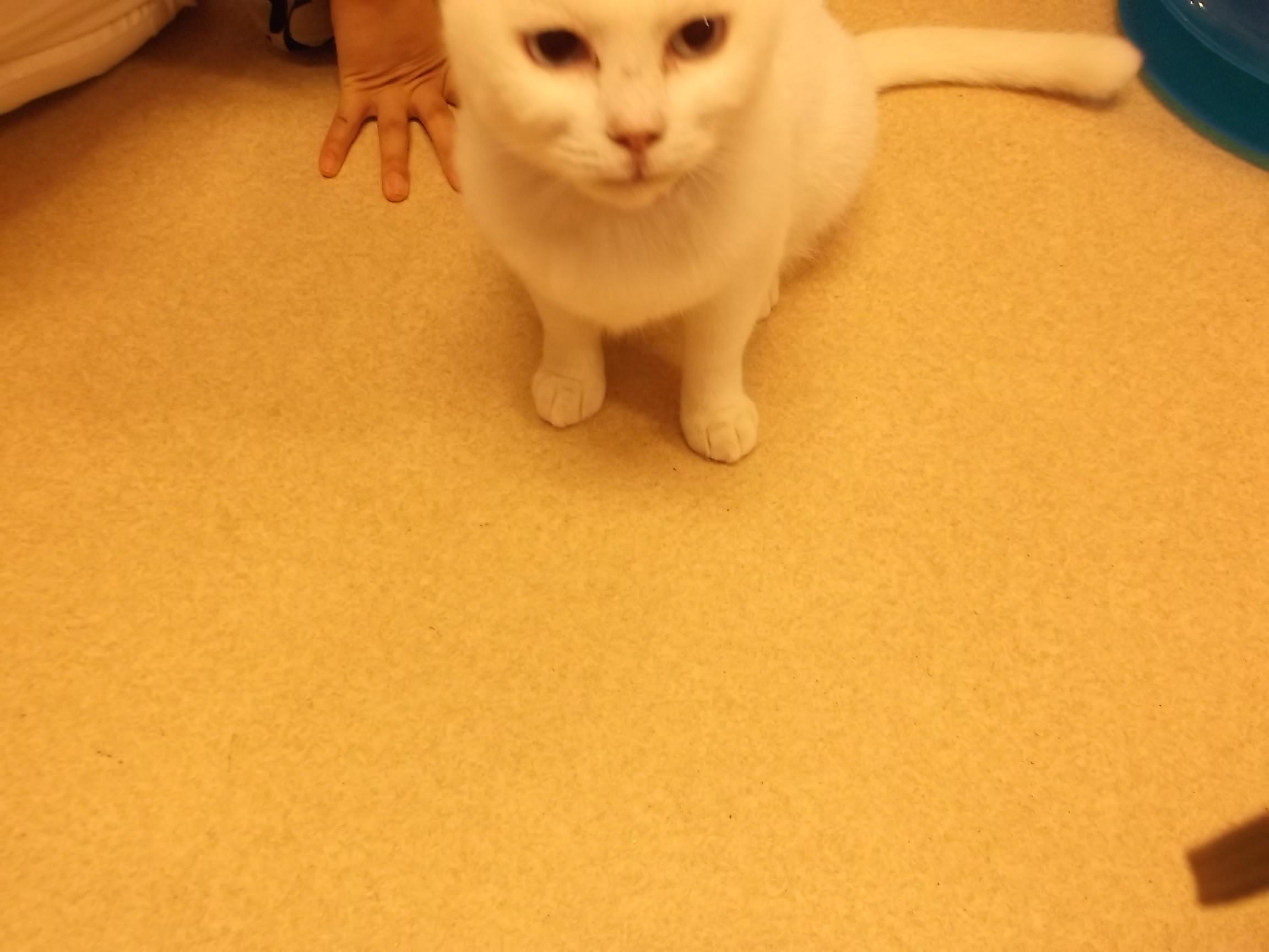 教科書に載った小説 シェークスピアの猫 教科書に載った小説 シェークスピアの猫