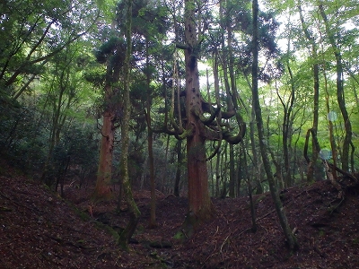 f0193521_137349.jpg