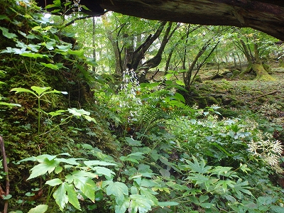 f0193521_18312661.jpg