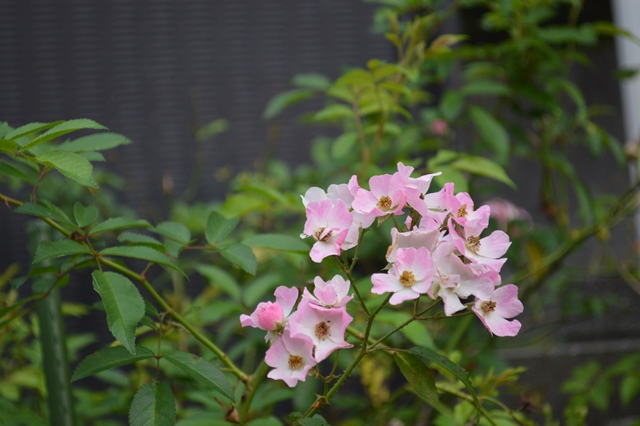 d0096422_7491597.jpg