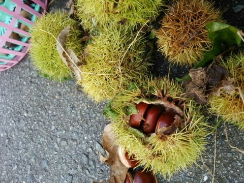 c0267235_21320673.jpg