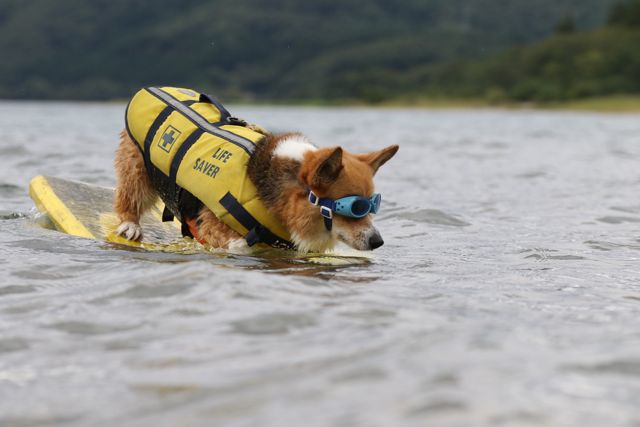 ラブ家の秋田旅行　5　田沢湖サーフィン編_b0031538_23281561.jpg