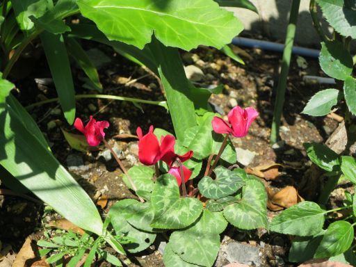 夏の花と冬の花_b0178339_17173937.jpg