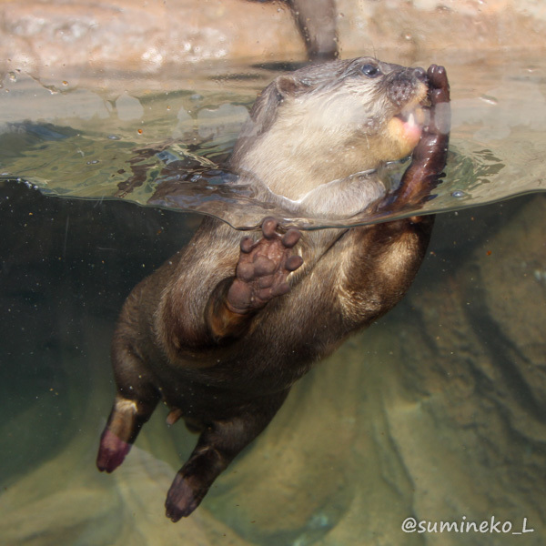 2015/09/20 とべ動物園 カワウソのうまうまタイム_b0330044_20490335.jpg