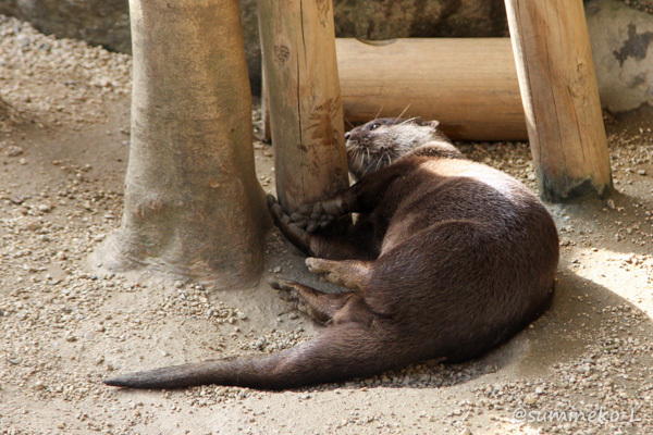 2015/09/20 とべ動物園 カワウソのうまうまタイム_b0330044_20593237.jpg