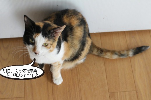 明日 保護猫さん卒業と果報は寝て待て 保護猫さんのご縁探し 明日 保護猫さん卒業と果報は寝て待て 保護猫さんのご縁探し