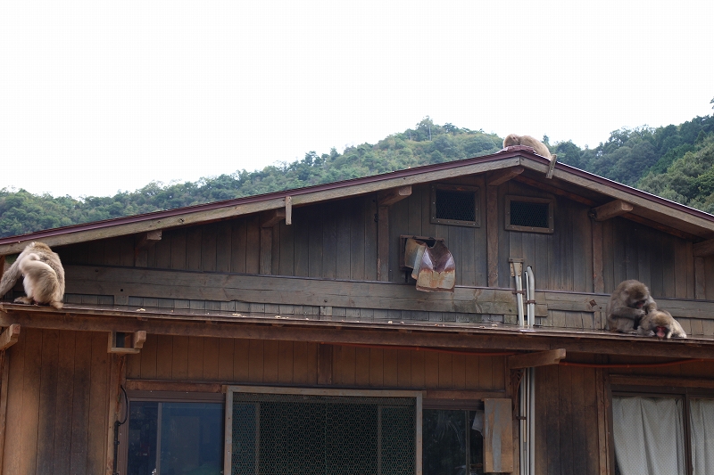 京都『嵐山モンキーパーク』は山の上20150921_e0237645_1193977.jpg