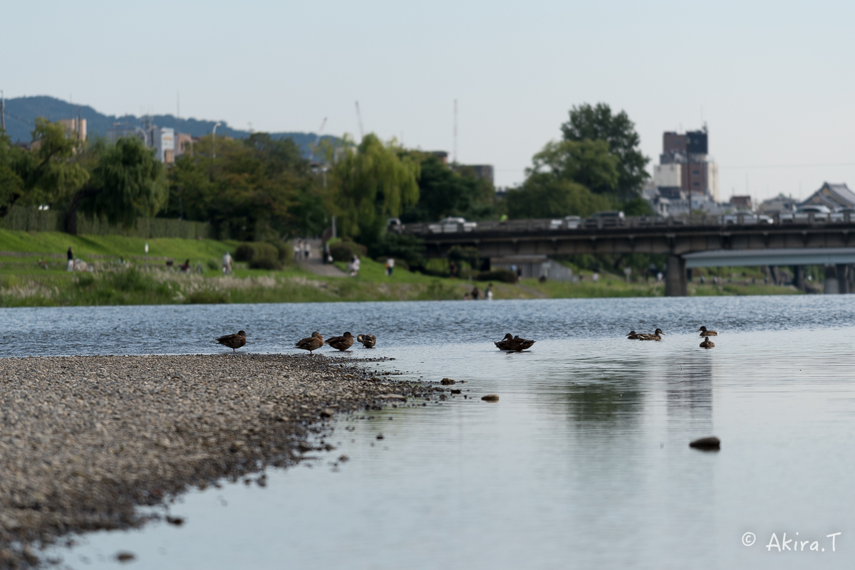 みんなの鴨川 -1-_f0152550_22441349.jpg