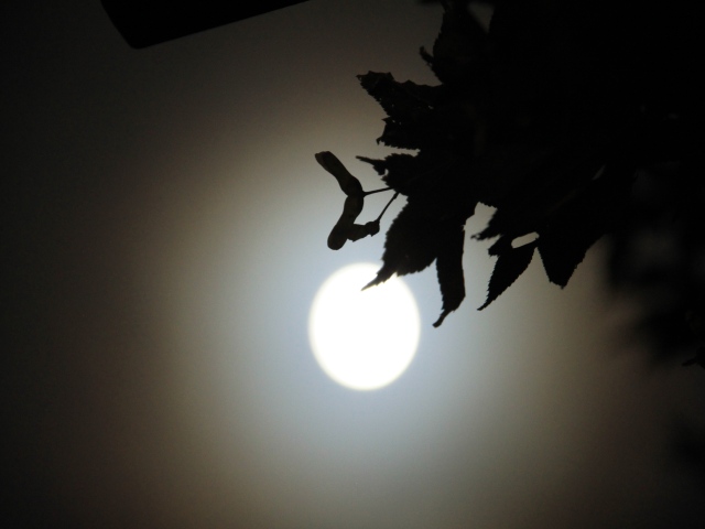 b0124456_1351671.jpg