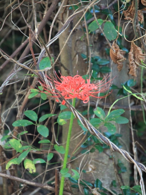 太宰府天満宮「神幸式大祭」斉行_b0124456_1363982.jpg