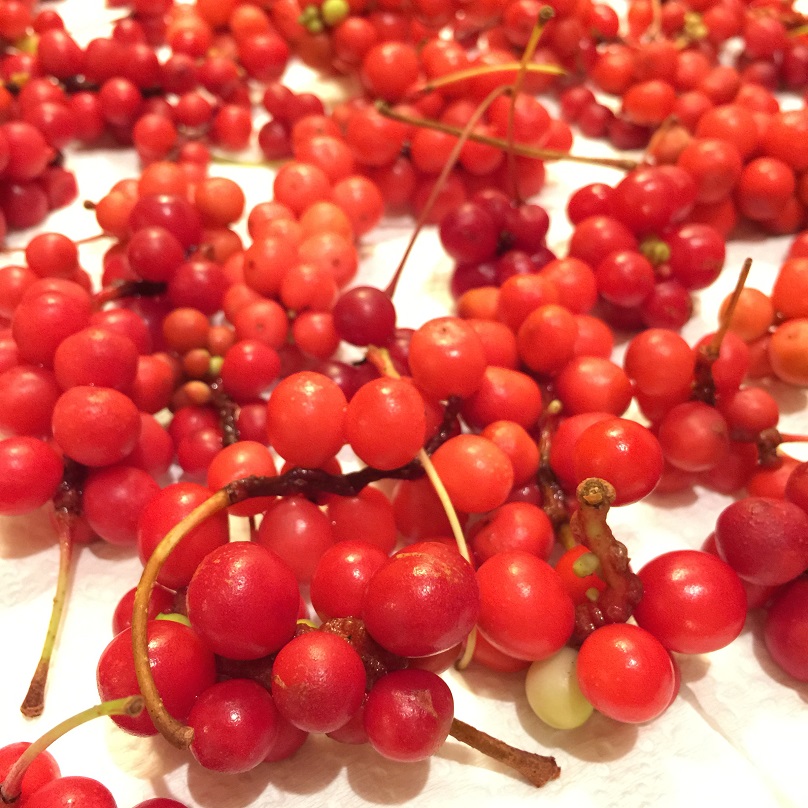 春川(チュンチョン)グルメと農産物産展_b0060363_23233412.jpg
