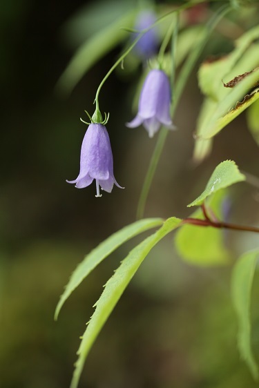 e0304170_21475969.jpg