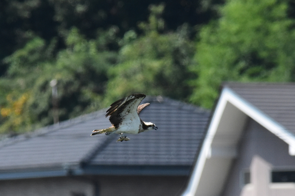 ミサゴⅠ ダーウインポーズ!_f0053272_12171262.jpg