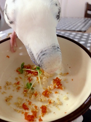 ピタごはんとインコクッキー ふふふな毎日