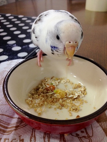 ピタごはんとインコクッキー ふふふな毎日