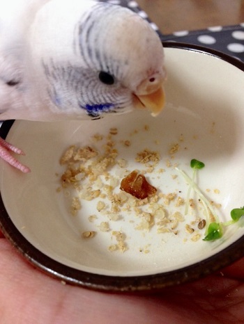 ピタごはんとインコクッキー ふふふな毎日