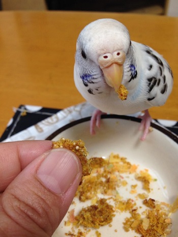 ピタごはんとインコクッキー ふふふな毎日