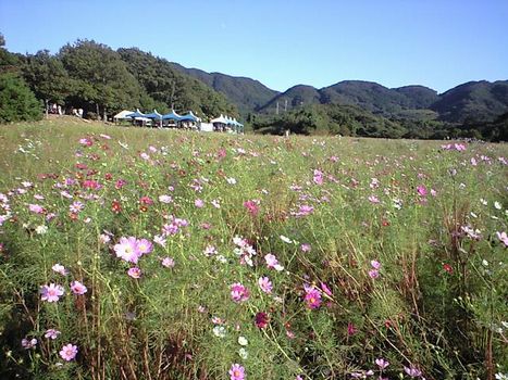 咲いたコスモスコスモス咲いた (リフレッシュパーク豊浦コスモスまつり)_b0005281_20572978.jpg