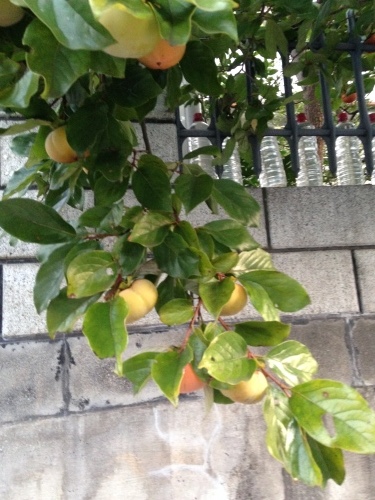 f0315081_21171897.jpeg