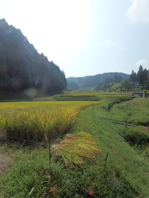 秋_d0195183_238461.jpg