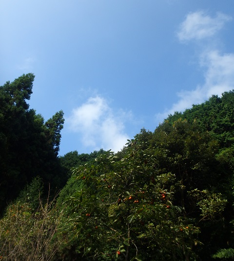 秋_d0195183_2414038.jpg