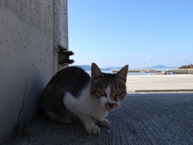 真鍋島散策@岡山県笠岡市真鍋島_f0197703_10305959.jpg