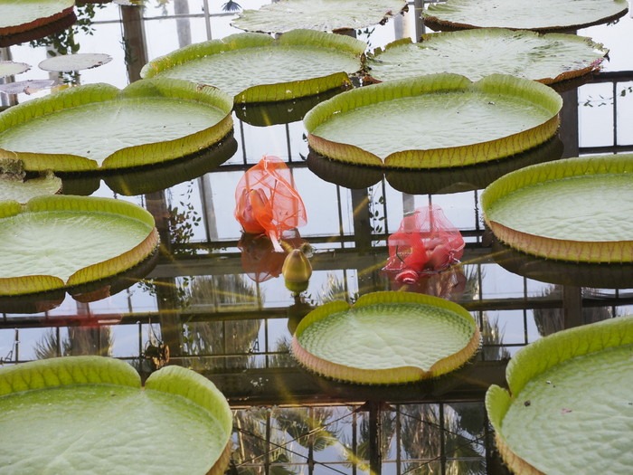 植物友の会例会_c0116915_0443023.jpg