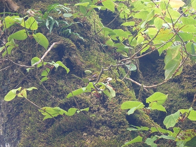 f0193521_3301349.jpg