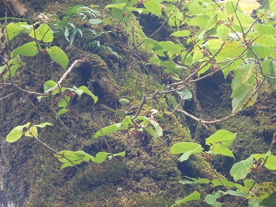 水上越～アンドウ谷～七遍巡～登山口_f0193521_3301349.jpg