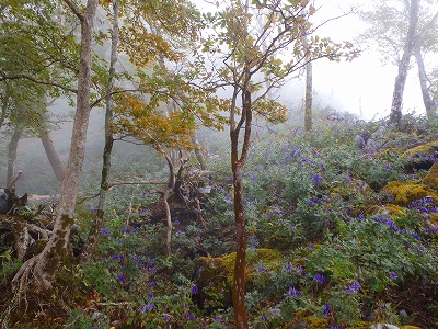 水上越～アンドウ谷～七遍巡～登山口_f0193521_4194555.jpg