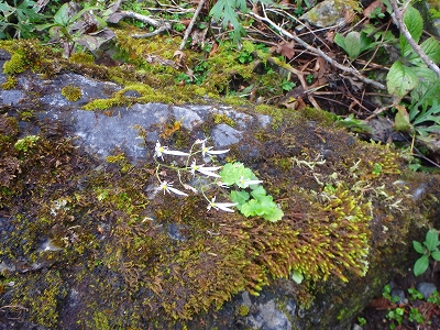 水上越～アンドウ谷～七遍巡～登山口_f0193521_4285161.jpg