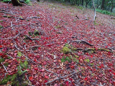 水上越～アンドウ谷～七遍巡～登山口_f0193521_43145.jpg