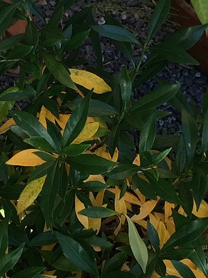 夜香木 ミニくちなし葉っぱが黄変 やまぼうし