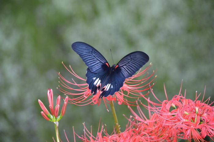 白いナガサキアゲハ♀ 彼岸花咲く里山にて_d0254540_19122639.jpg