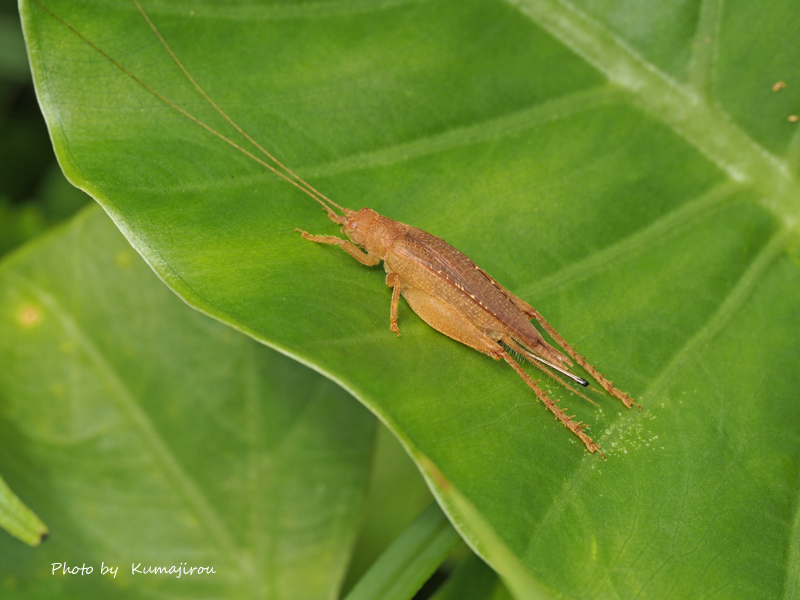 喜界島の昆虫　其の二　アカマツムシモドキ♀_b0192746_19133381.jpg