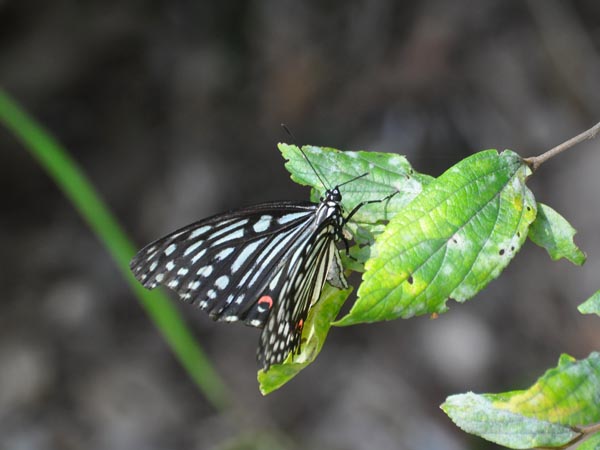 c0045352_20191596.jpg