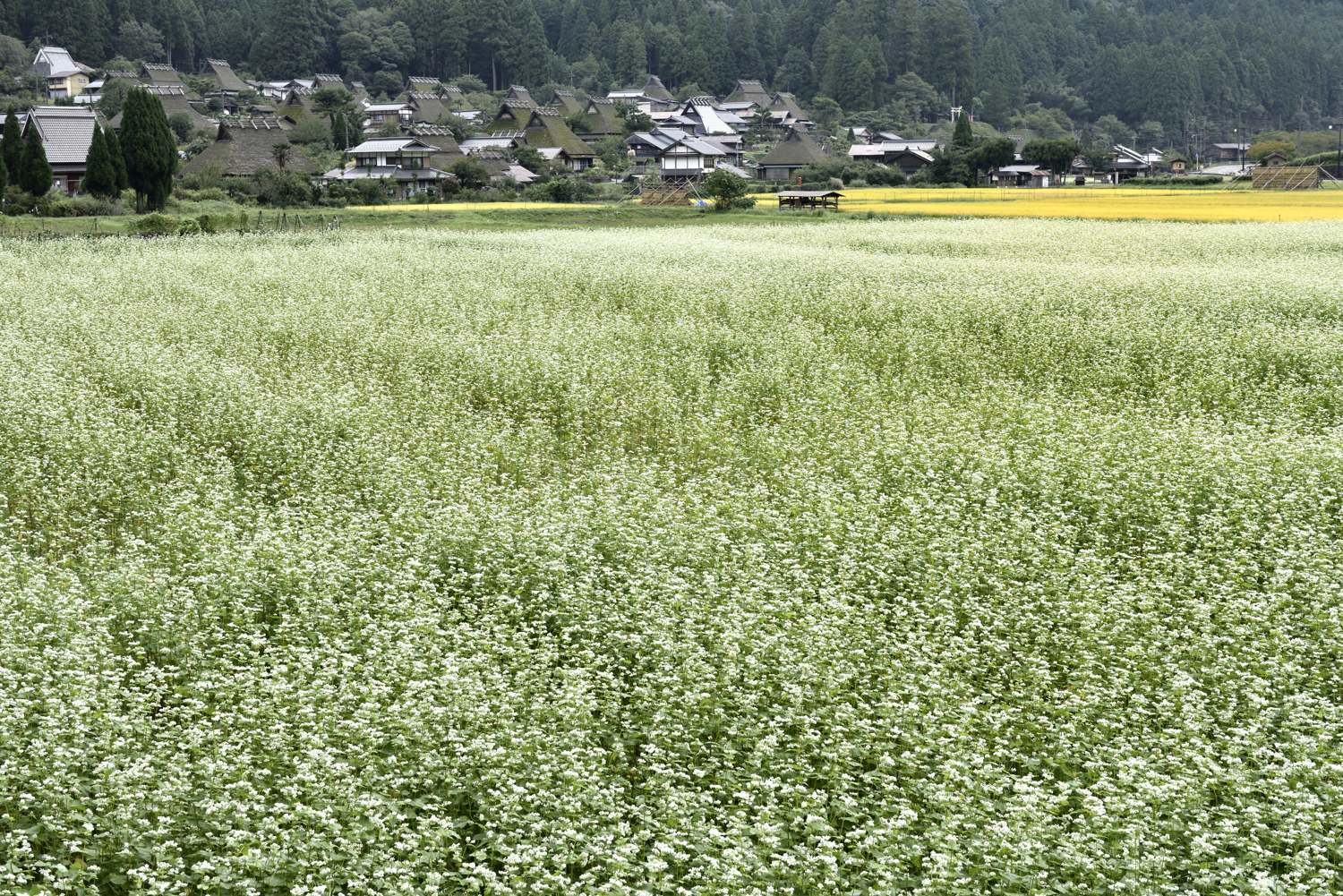 蕎麦の花　　　　　　　京都府_d0286954_06253191.jpg